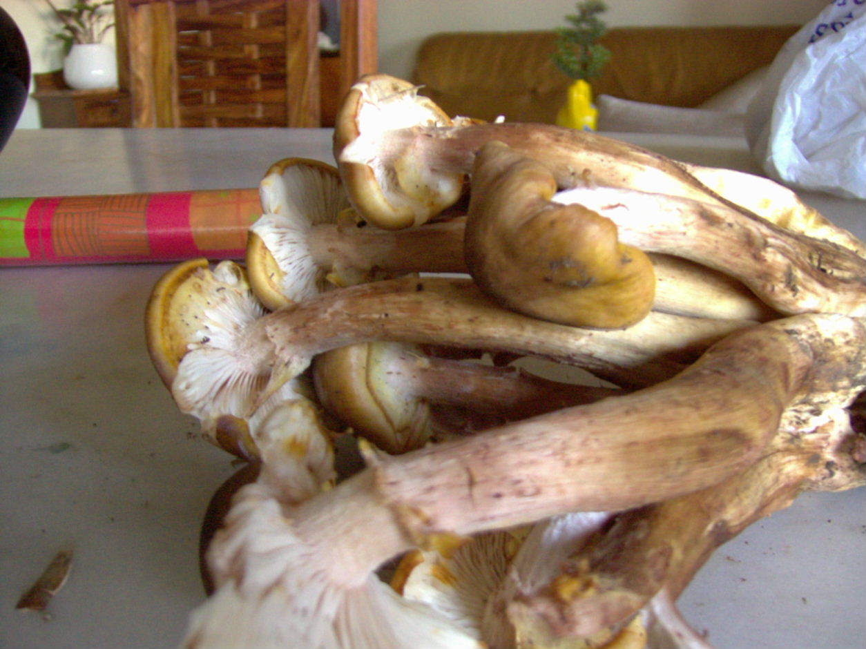 Armillaria mellea?